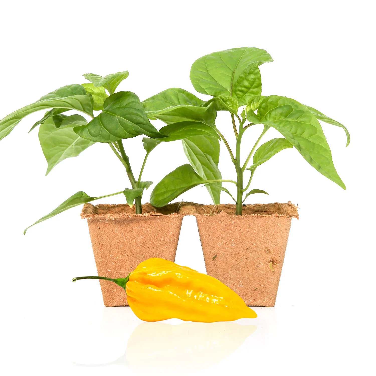 Very Hot Pepper Plants