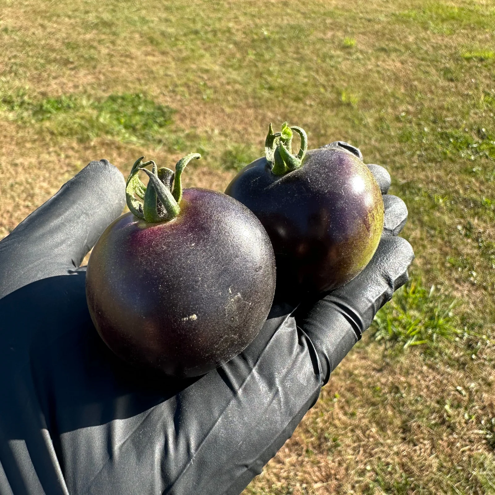 New Seeds
