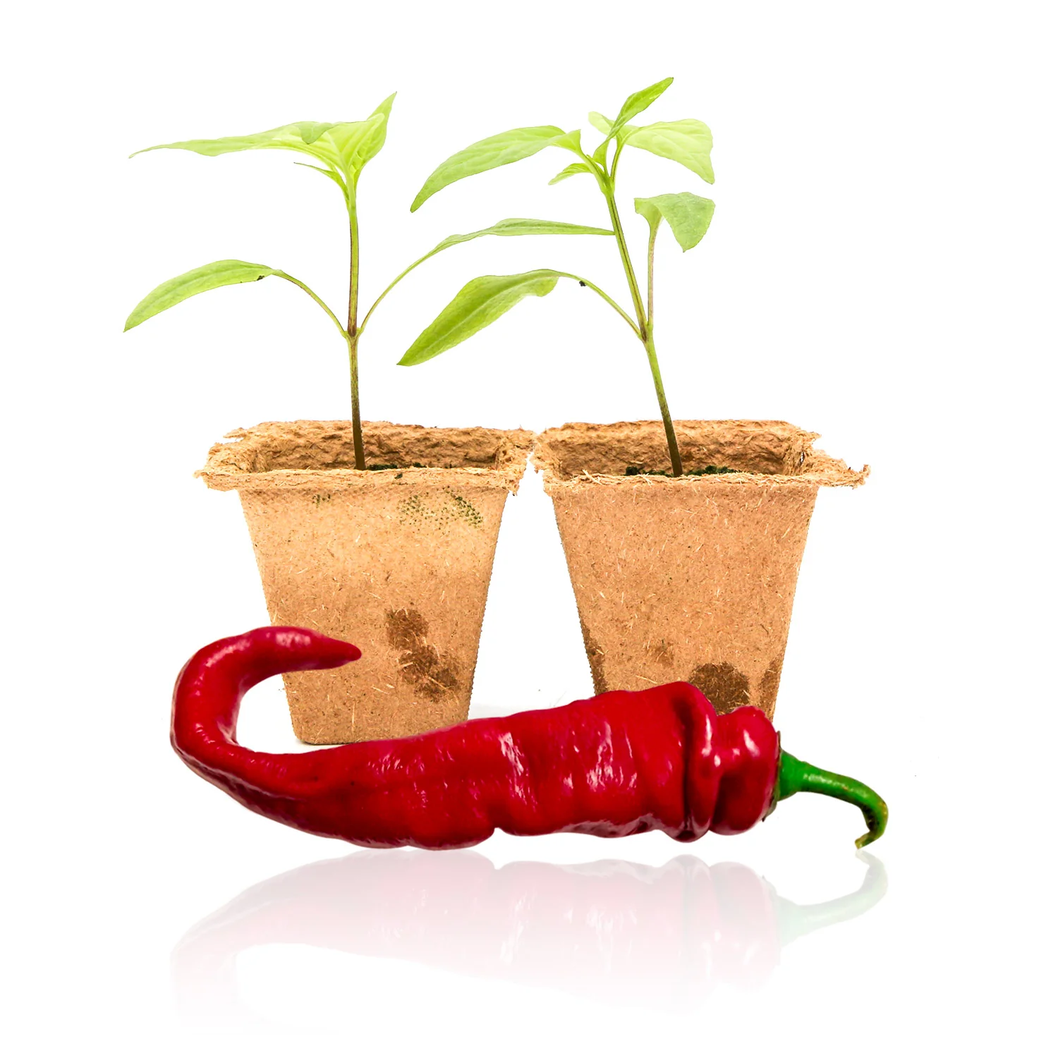 Live Hot Pepper Plants